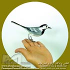 دم جنبانک ابلق